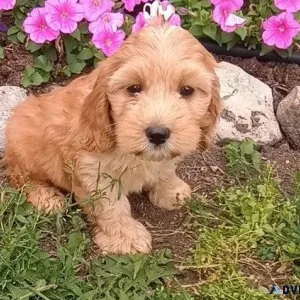 We have an excellent Mini Cockapoo pups