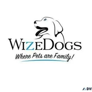 WizeDogs Labradors and Positive Dog Training Academy