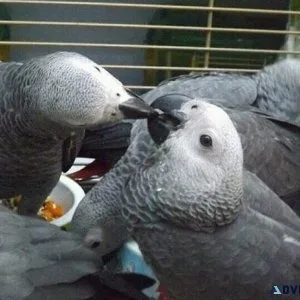 Well Socialized African Grey parrots available now