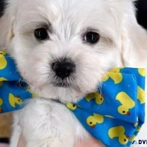 Well Socialized Maltipoo puppies.