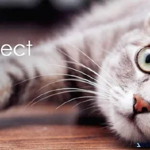 Happy Little Kitty- The One Stop Shop For The Cat Lover