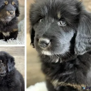 Tabetan Mastiff