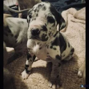 Beautiful Great Dane pups for sale