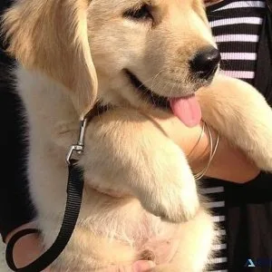 bh Golden Retriever Puppies