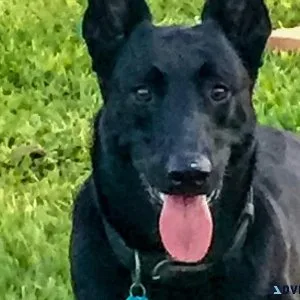 Black Malinois