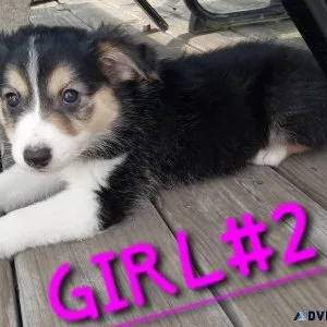 Australian Shepherds andSheltie mix