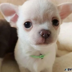 Healthy Chihuahua Puppies Looking for a New Forever Home