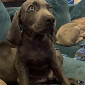 Weimaraner Puppies for adoption