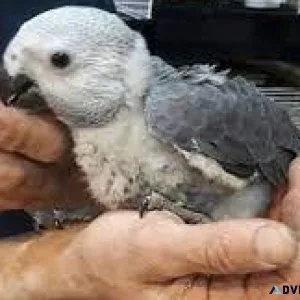 Gorgeous African Grey babies 8 weeks old