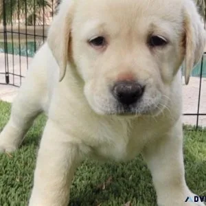 Labrador Retriever Dogs and puppies for Rehoming