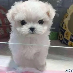 Healthy Teacup Maltese Pupies Looking for a New Home