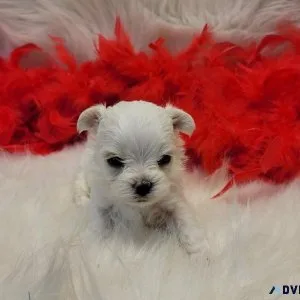 Morkie male Alaska