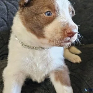 AKC Border Collie puppies