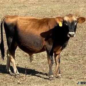 yearling A2A2 purebred mini jersey bull