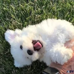Sweet bichon Frise puppies for sale