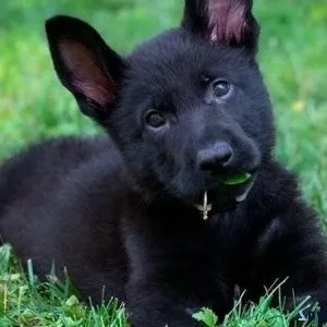 Black german available.....730093 0479
