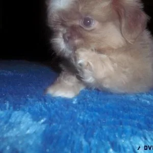 Shih Tzu Puppies AKC Imperials
