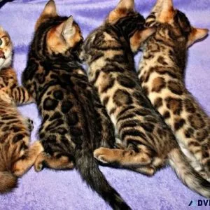 Bengal Kittens Ready to go home