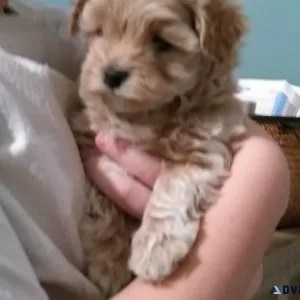 Havanese pups for sale