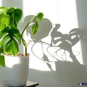 What is the best way to purchase Monstera Plant online