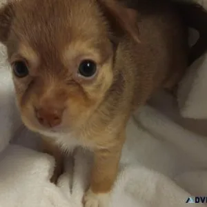 Pomchi Puppies