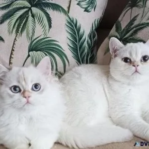 Cute Ragdoll Kittens ready now