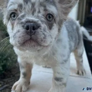 Attractive Fluffy French Bulldog Puppies