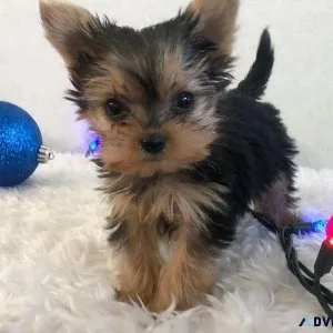Animated Yorkie puppies available