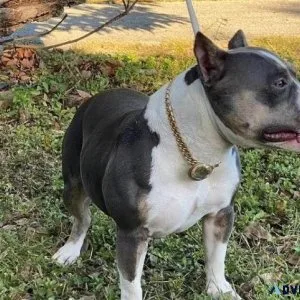 Pocket American Bully