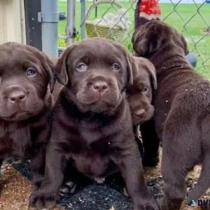 AKC Labrador retriever