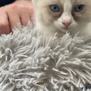 Rag doll kittens 9 weeks old ready 2852023