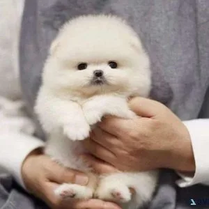 Pomeranian puppies for sale