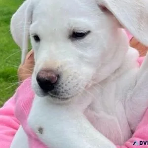 2 champagne Labrador puppies for sale