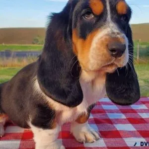 Basset hound puppies for sale
