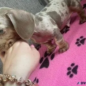 Dachshund puppies available