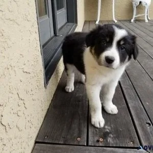 Adorable Border Collie puppies