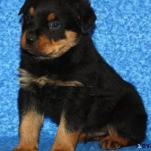 limited expert German rottweiler puppies for Sale