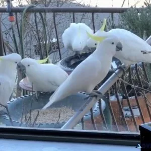 A Home of Beautiful Parrots .