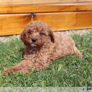 Cavapoo Puppy