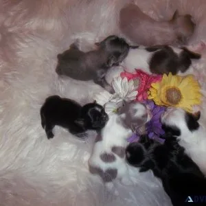 Artemus Blue Dobie Marked Shihtzu