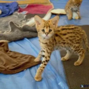 Savannah and Serval kittens