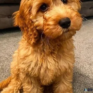 Amazing Potty Trained Cockapoos Pups