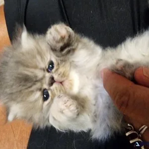 Persian kittens