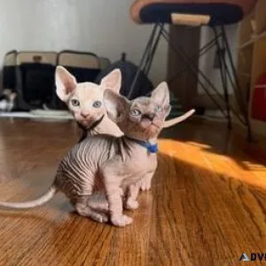Rehoming Sphynx kittens