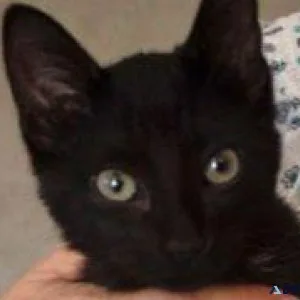 Meet Onyx. Gorgeous Black and White Female
