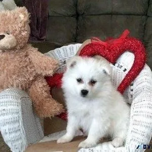 AKC American Eskimo Dogs girls and boys available