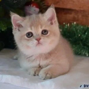 Munchkin kitten available