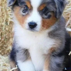 Gorgeous and Healthy Australian Shepherd Puppies