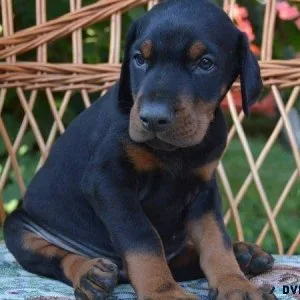 Doberman Puppies Ready