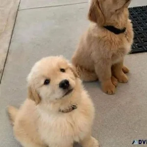 Beautiful Golden Retriever Puppies